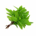 Δυόσμος Μαραθώνα, Α' μέγεθος (ματσάκι)