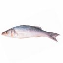 Λαβράκι μικρό, νωπό (1kg)