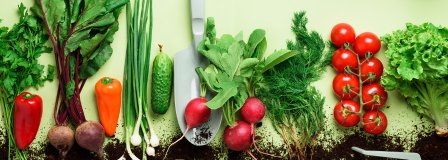 Alfa Fruits Catering